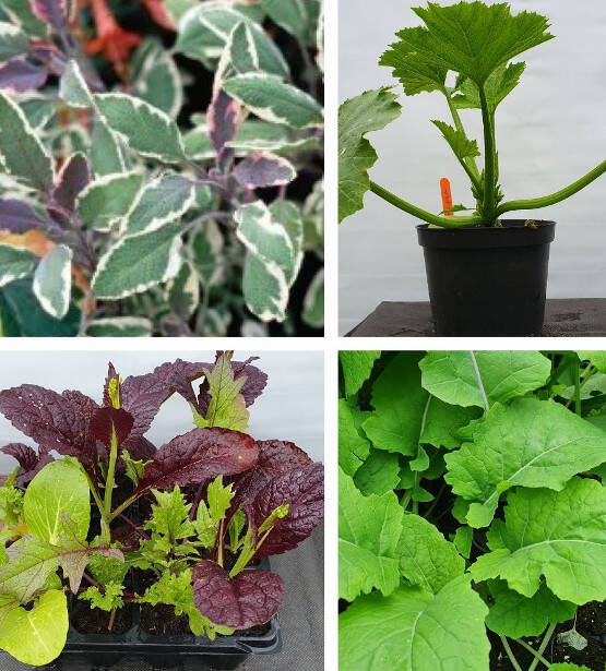 Vegetable Seedlings & Herbs