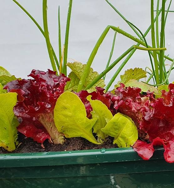 Vegetable Seedlings