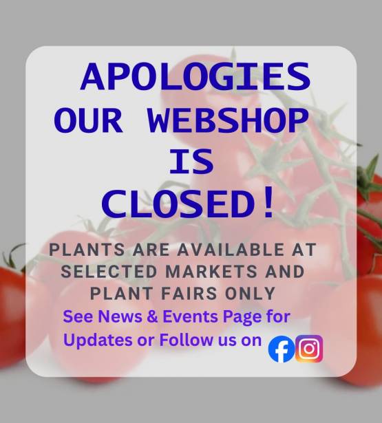 Vegetable Seedlings & Herbs